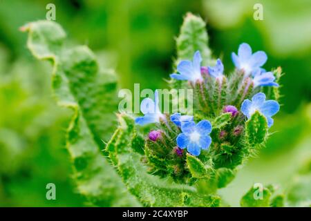 Bugloss (licopsis arvensis o anchusa arvensis), primo piano con i piccoli fiori blu e le foglie brughly. Foto Stock
