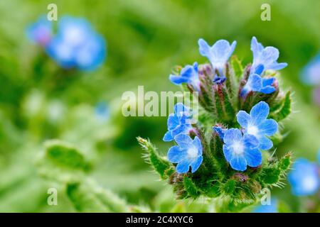 Bugloss (lycopsis arvensis o anchusa arvensis), primo piano con i piccoli fiori blu brillante. Foto Stock