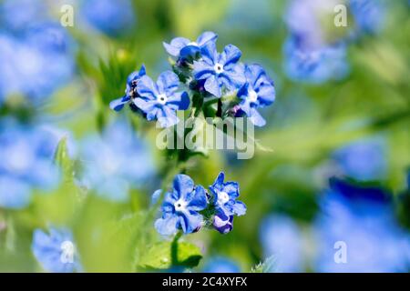 Alkanet verde o Alkanet verde (pentaglottis sempervirens), primo piano di una singola pianta fiorente che cresce tra gli altri. Foto Stock