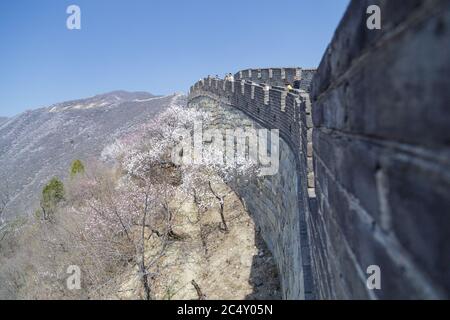 Pechino, Cina - CIRCA 2020: Grande Muraglia della Cina in un paesaggio verde foresta a Mutianyu nel distretto di Huairou vicino a Pechino, Cina. Vista autunnale della grata Foto Stock