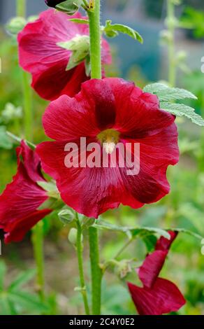 red hollyhocks in giardino inglese, norfolk, inghilterra Foto Stock