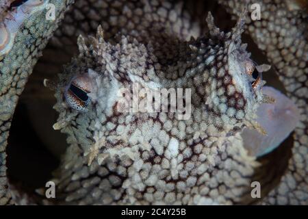 Particolare degli occhi e del sifone di un polpo di cocco, Amphioctopus marginatus, in Indonesia. Questo animale usa spesso conchiglie di cocco vuote per le galline. Foto Stock