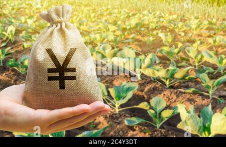 Coltivatore che tiene un sacchetto di soldi sullo sfondo delle piantagioni di cavolo. Lo sviluppo dell'industria agricola. Startup agricole. Prestiti e subsi Foto Stock
