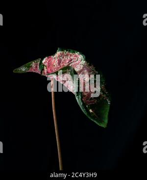 Bulbo di caladio cuore-cuore su sfondo nero Foto Stock