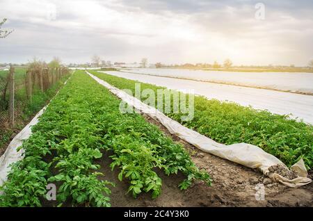 Piantagione di patate giovani crescono nel campo. Coltivando verdure organiche. Agroalimentare. Agricoltura, agricoltura. Messa a fuoco selettiva Foto Stock