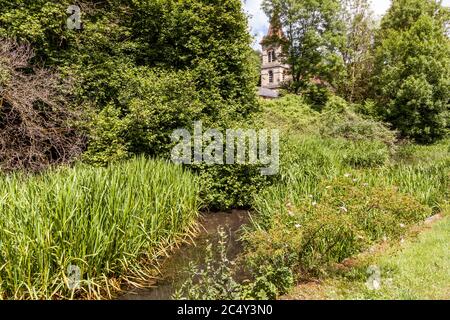 Le rose selvagge che crescono sulle rive del Tamigi e del canale Severn disutilizzati sotto la chiesa di Cristo a Chalford, Gloucestershire UK Foto Stock