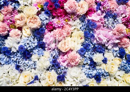 Fiori colorati sfondo. Concetto estivo. Vista dall'alto Foto Stock