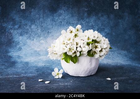 Rametto di pera in fiore in vaso bianco su sfondo blu. Spazio di copia per il testo Foto Stock