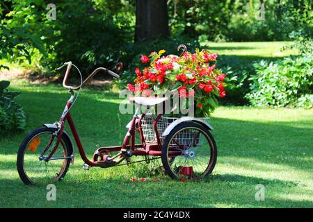 una bella vecchia piantatrice di fiori tre ruote bici in un cortile di erba brillante Foto Stock