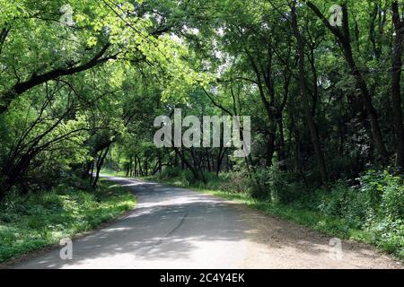 una vecchia strada lastricata che attraversa un bosco luminoso e bello Foto Stock