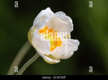 unico fiore bianco anemone che si apre in giardino botanico con sfondo bokeh sfocato Foto Stock