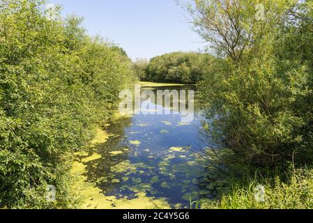 Gibson's Pool presso il Kingsbury Water Park, un parco di campagna di 600 ettari nel North Warwickshire, Regno Unito Foto Stock