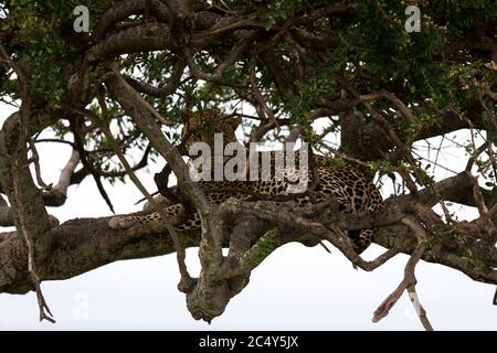 Un leopardo si trova sui rami di un albero Foto Stock