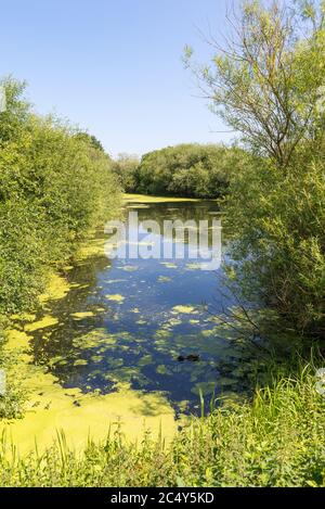 Gibson's Pool presso il Kingsbury Water Park, un parco di campagna di 600 ettari nel North Warwickshire, Regno Unito Foto Stock