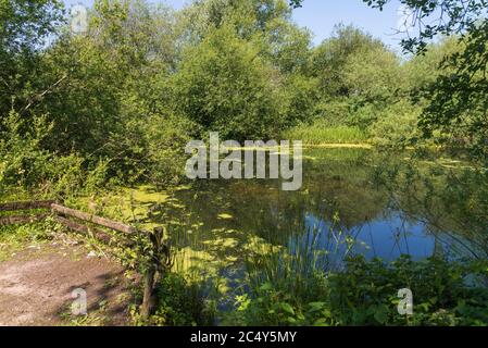 Gibson's Pool presso il Kingsbury Water Park, un parco di campagna di 600 ettari nel North Warwickshire, Regno Unito Foto Stock