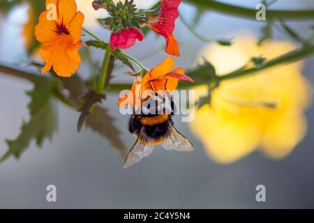 primo piano di un'ape bumble sulla fioritura arancione nemesia sunsatia con uno sfondo bokeh offuscato; salvare il concetto di biodiversità senza pesticidi delle api Foto Stock