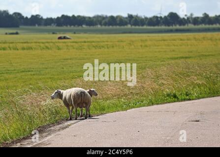 Vadstena, Svezia 20200629 un gregge di pecore che, in estate-Svezia, è scappato lunedì mattina a nord di Vadstena. Foto Gippe Gustafsson Foto Stock