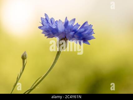 ritratto artistico macro di un fiore di mais in luce solare calda con uno sfondo sfocato e spazio di copia Foto Stock