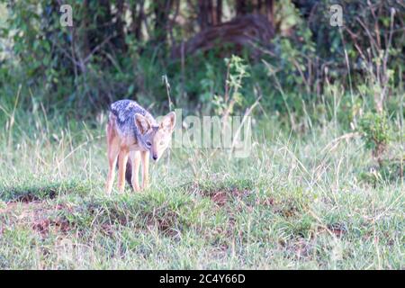 Un piccolo jackal si trova tra le lame di erba Foto Stock