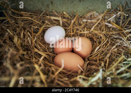 Vista ravvicinata delle uova fresche messe in paglia presso l'azienda agricola biologica. Foto Stock