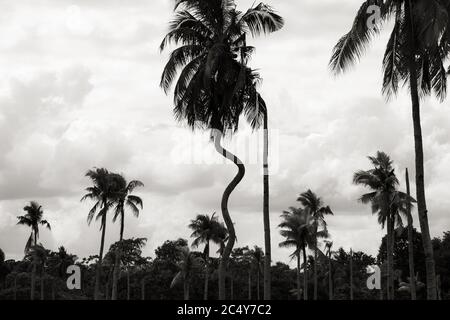 Un tronco curvaceo si erge alto in un campo di cocco Alberi su Samal Foto Stock