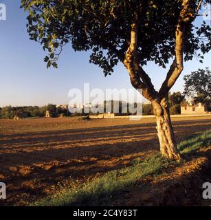 Via Appia, o Appia Way vicino a Roma, Italia Foto Stock