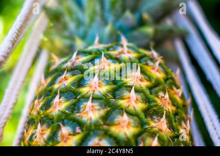 Ananas closeup in amaca. Concetto di svago, di vibes estivi e di vacanza Foto Stock