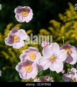 Anemone × hybrida 'Elegans' Foto Stock