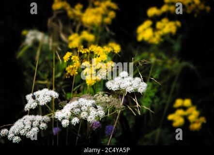 Assortimento di fiori selvatici gialli e bianchi su sfondo scuro Foto Stock