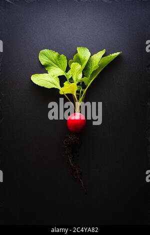 Vista dall'alto di un ravanello rosso con radici e foglie verdi luminose su una piastra di ardesia nera. Concetto di alimentazione sana e organica con verdure fresche. Scuro Foto Stock