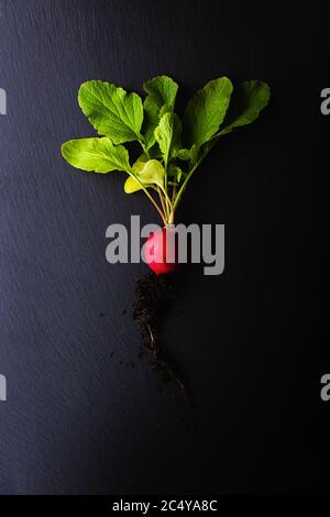 Vista dall'alto di un ravanello rosso con radici e foglie verdi luminose su una piastra di ardesia nera. Concetto di alimentazione sana e organica con verdure fresche. Scuro Foto Stock