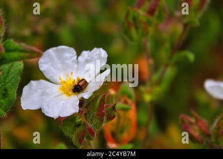 Beetle impollinante su una margherita bianca con sfondo verde Foto Stock