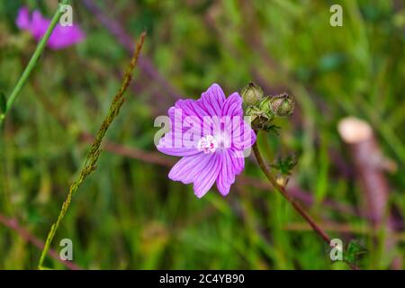 Fiore viola selvatico ( Malva tournefortiana L. ) con fondo erboso. Trovato a Marín, Galizia, a nord-est della Spagna. Foto Stock