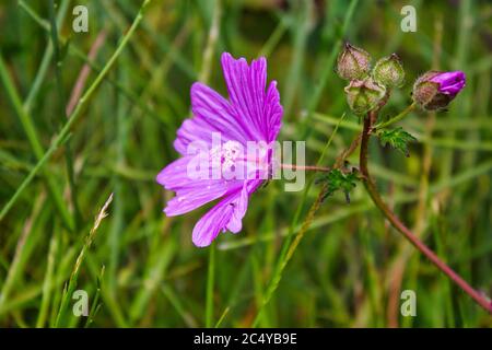 Fiore viola selvatico ( Malva tournefortiana L. ) con fondo erboso. Trovato a Marín, Galizia, a nord-est della Spagna. Foto Stock