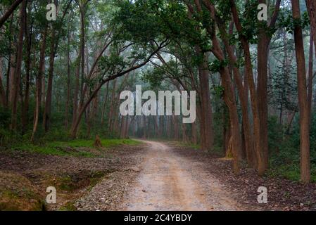 Strada nella giungla attraverso il baldacchino di alberi nella foresta Foto Stock