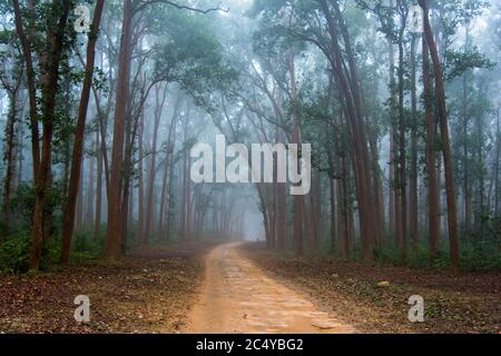 Una strada foggy mattina presto inverno nella foresta, bella natura Foto Stock