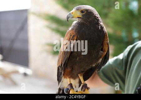 Il falco di Harris (Parabuteo unicinctus) nelle mani di un falconiere Foto Stock