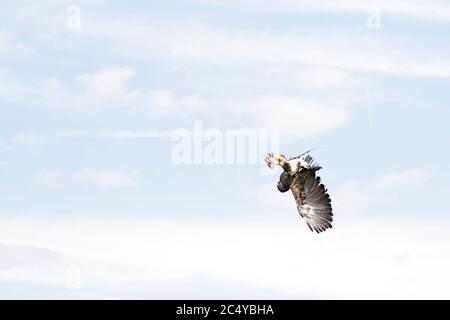 Buzzard-aquila (geranoaetus melanoleuco) in volo a caccia di una decoy Foto Stock