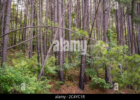 Su un sentiero nel mezzo dei boschi di mattina presto dove la luce del sole sta cominciando a sbirciare attraverso gli alberi fitti e lussureggianti della foresta in estate Foto Stock