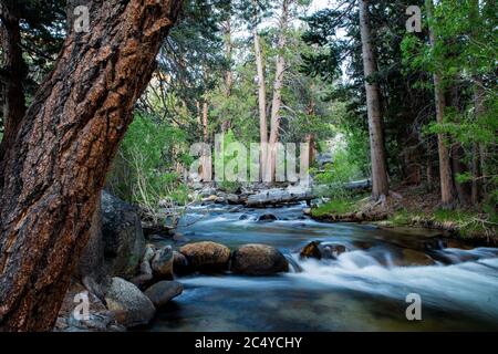 Rock Creek fluisce attraverso Iris prato campeggio nella parte orientale della sierra Nevada della California USA Foto Stock