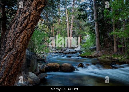 Rock Creek fluisce attraverso Iris prato campeggio nella parte orientale della sierra Nevada della California USA Foto Stock