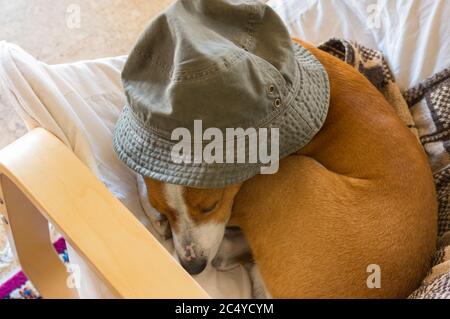 Vista dall'alto sul cane basenji che dormiva in sedia sotto il cappello umano Foto Stock