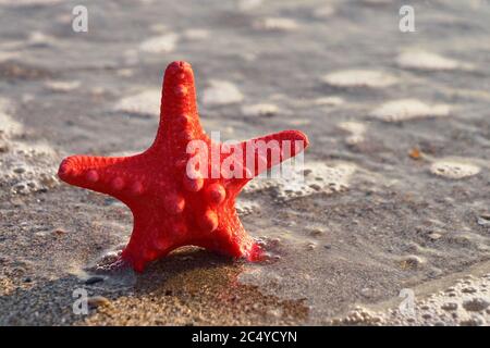 Red Sea Star in the sand on the beach Foto Stock