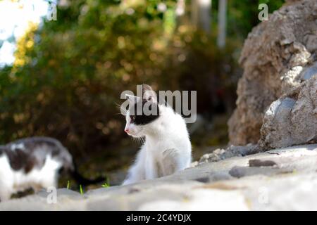 Un gattino feriale si siede al sole in un giardino di rifugio gatto a Spalato, Croazia Foto Stock