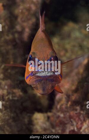 Pesci cardinali con coda ad anello (Ostorhinchus aureus), protezione maschile e incubazione delle uova in bocca. Macro fotografia subacquea da Aniilao, Filippine Foto Stock