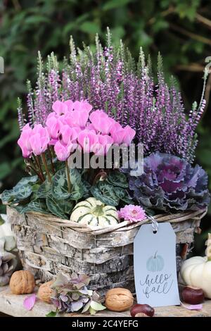 fiori autunnali in rosa e viola nel cesto Foto Stock