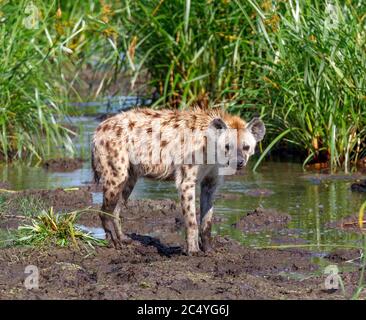 Young Spotted hyena (Crocuta crocuta), Parco Nazionale Amboseli, Kenya, Africa Foto Stock