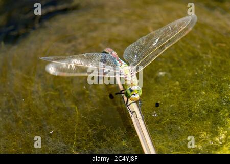 Dragonfly, Mosaico Maiden blu-verde, Aeshna cyanea, maschio, Foto Stock