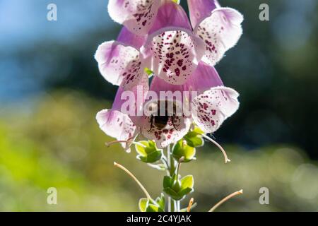 Rosa, purea digitale, pianta velenosa, Foto Stock