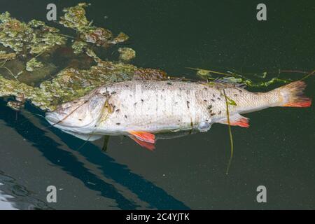 Un basso europeo morto o Perca Fluviatilis galleggianti in acqua in un porto turistico. Le mosche coprono il corpo. Foto di alta qualità Foto Stock